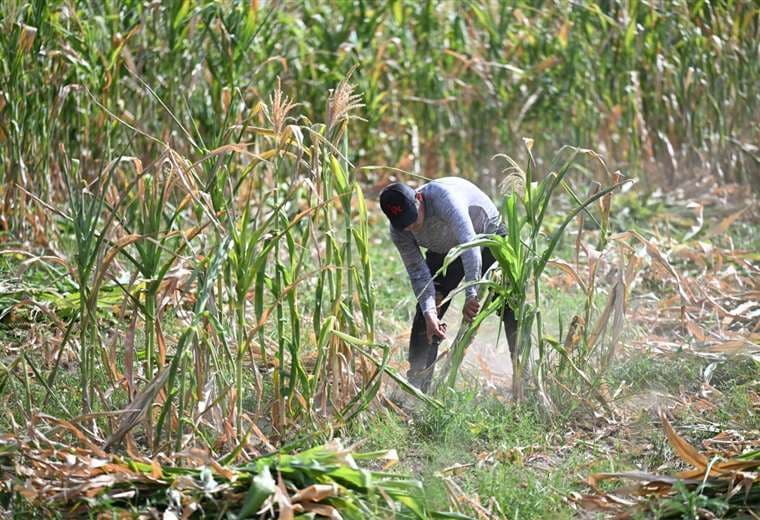 Agricultores salvadoreños afrontan impotentes la pérdida de cosechas por El Niño