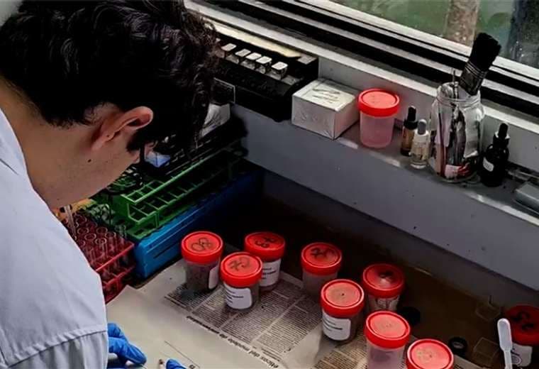 UCR detecta parásitos intestinales en más de la mitad de escolares rurales